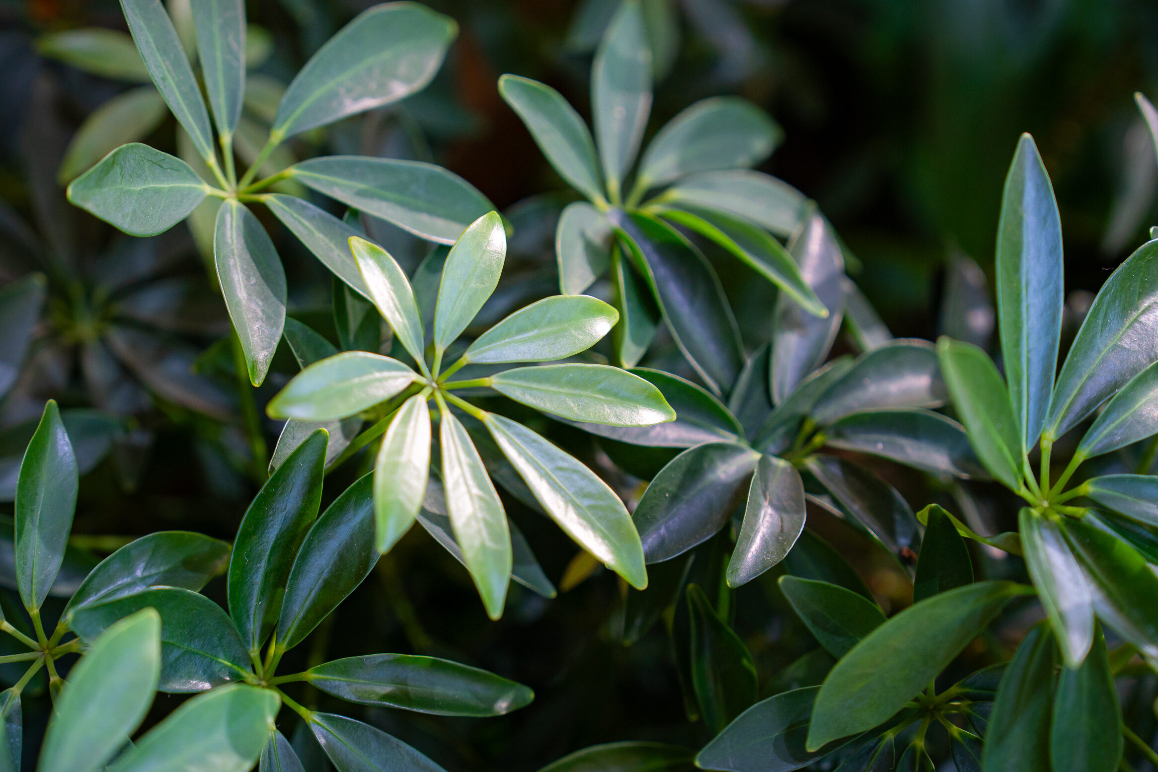 Calming Bright green Succulent plants.